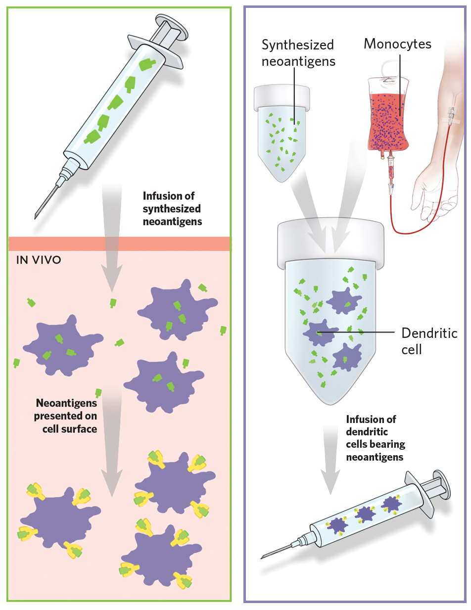 Cancer Vaccines: Are We There Yet? | Vanderbilt Institute For Infection ...